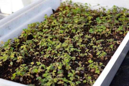 Nursery with Polylepis australis seedlings reforest the native forest