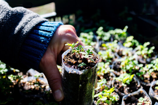Nursery with Polylepis australis seedlings reforest the native forest