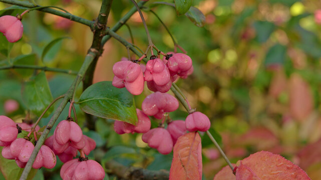 Close-up of pink fruits of European spindle, Euonymus europaeus, hanging among green and autumn-colored leaves.
