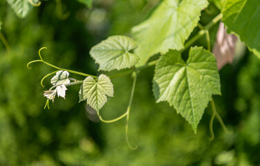 Obraz premium Green leaves cover each grapevine in the vineyard. Grapevine leaves bring fresh greenery to summer cultivation. Grapevine green leaves of grapes in vineyard nature