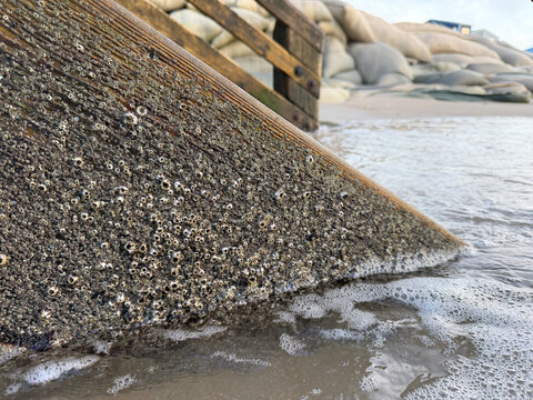 NC Topsail Acorn Barnacle Colony on Railing 2026