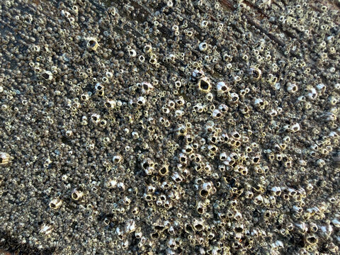 NC Topsail Acorn Barnacle Colony 2026