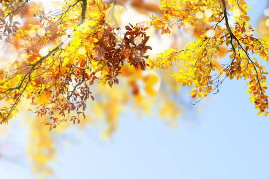 Vibrant fall foliage