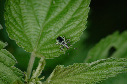 Green leaf weevil on a hairy leaf