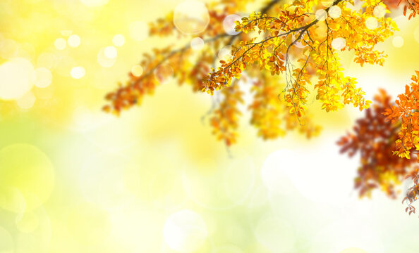 green and yellow bokeh background