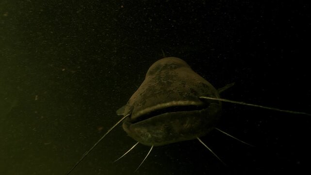 A catfish swims slowly toward the lens and fills the frame against a black background. It touches the camera with its barbels then turns and swims away. Filmed in slow motion.