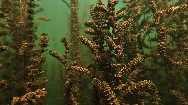 A zander moves in profile through dense milfoil. It passes behind the submerged stems then takes fright. The fish darts away in a sudden burst of speed.