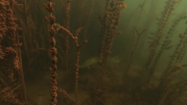A northern pike about one metre long moves over the bottom of a lake. It glides between tall watermilfoil stems while searching for prey. Filmed underwater in natural light.