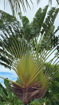 Traveler's Palm Ravenala Madagascariensis Fan Palm Tree Outdoors