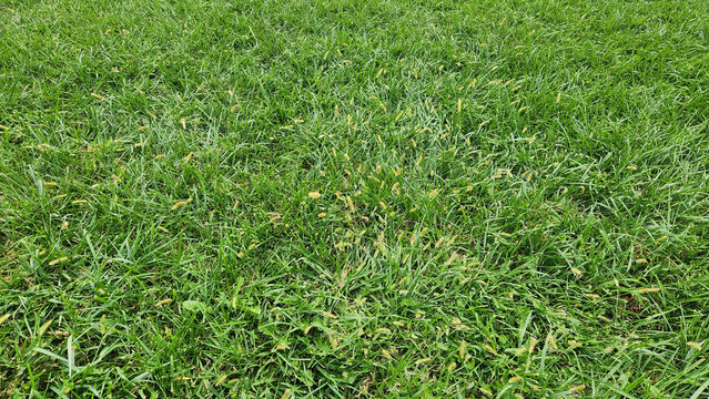 A foxtail grass (Setaria), recognizable by its dense, drooping seed heads resembling small yellowish-brown brushes. Unlike ryegrass, it has distinctive bristly, cylindrical seed clusters.