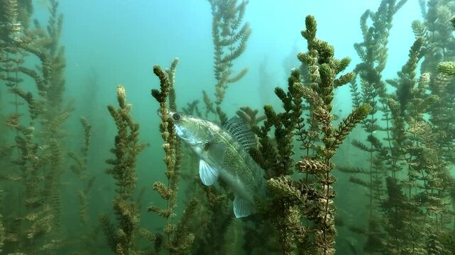 A zander rises above a forest of milfoil in a blue water lake in France. The predatory fish leaves the plants and swims into open water. Filmed underwater in natural light.