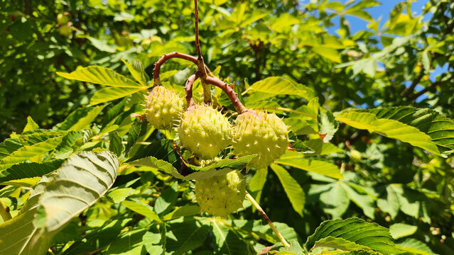 Green, spiky fruit capsules of the horse chestnut tree (Aesculus hippocastanum), featuring thick, sparsely spined shells and palmate leaves. The seeds are toxic to humans and are traditionally used in