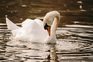 Mute swan feeding in a sunlit lake © Kingsley Pittman