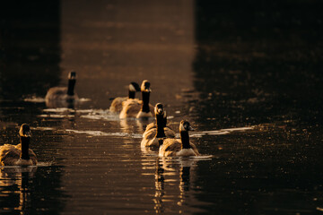 Canada geese swimming together on a lake © Kingsley Pittman