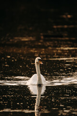 Mute swan swimming on a calm lake © Kingsley Pittman