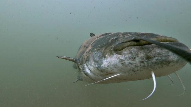 A wels catfish comes out of the dark water toward the camera. It touches the lens with one of its taste barbels. The fish then turns around and swims back into the gloom.