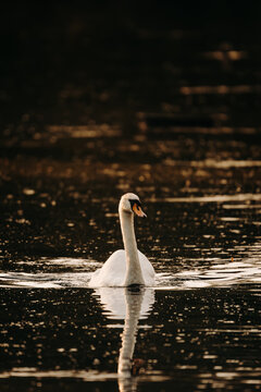 Mute swan swimming on a calm lake