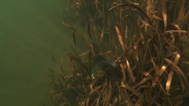A wels catfish sleeps in daylight with its head pushed into water weeds. The tail stays above the plants. The camera looks straight down on the resting fish.