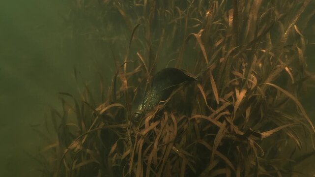 A wels catfish sleeps during the day on the bottom. Its head is buried in submerged weeds while the tail stays above the plants. The underwater shot holds on the resting fish.
