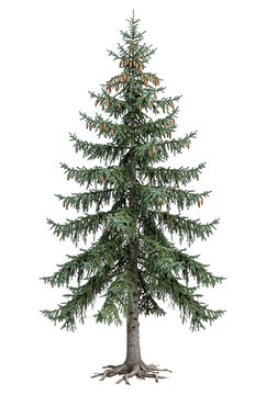 Ultra-realistic mature Engelmann Spruce (Picea engelmannii), tall slender pyramidal mountain conifer, evenly layered drooping branches, fine blue-green needles