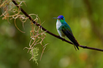 Obraz premium Andean Emerald (Uranomitra franciae, Amazilia franciae) perched on thin branch with hanging moss, green and white hummingbird with violet-blue crown, Andean cloud forest, Colombia