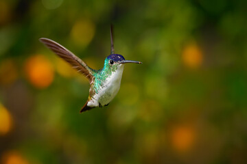 Obraz premium Andean Emerald (Uranomitra franciae) in flight, hovering hummingbird with wings raised, violet-blue crown and snow white breast, colorful orange bokeh background, cloud forest, Colombia