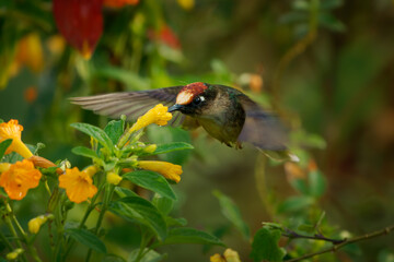 Obraz premium Tolima Blossomcrown (Anthocephala berlepschi) feeding on yellow flower, rare endangered hummingbird endemic to Colombia with white forehead and rufous crown, Central Andes, Tolima, Colombia
