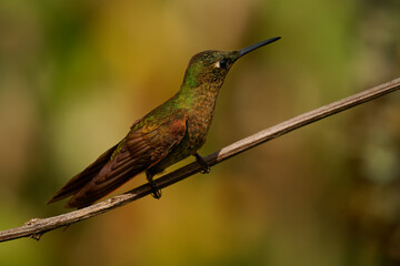 Obraz premium Fawn-breasted Brilliant (Heliodoxa rubinoides) perched on bare branch, large bronze green and cinnamon hummingbird with long black bill and white eye spot, Andean cloud forest, Colombia