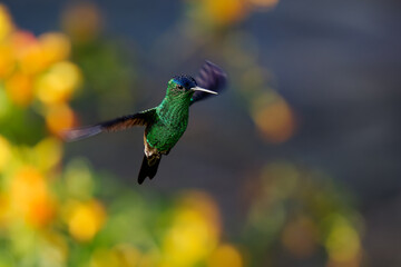 Obraz premium Indigo-capped Hummingbird (Saucerottia cyanifrons, Amazilia cyanifrons) in flight, Colombian endemic green hummingbird with dark blue cap and white bill base, yellow flower bokeh, Colombia