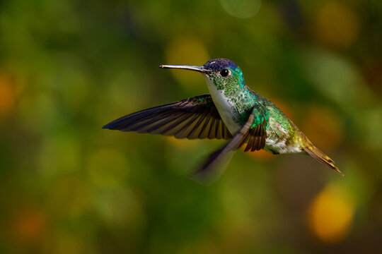 Andean Emerald (Uranomitra franciae, Amazilia franciae) flying with wings spread, green hummingbird with blue crown and white underparts, blurred orange and green background, Andes, Colombia
