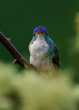 Andean Emerald (Uranomitra franciae) facing camera, frontal portrait of small hummingbird with shiny blue cap, turquoise sides and white breast perched on branch, cloud forest, Colombia