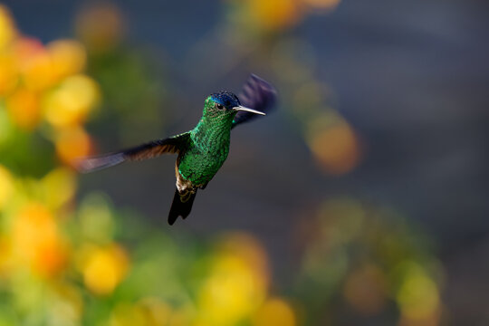 Indigo-capped Hummingbird (Saucerottia cyanifrons, Amazilia cyanifrons) in flight, Colombian endemic green hummingbird with dark blue cap and white bill base, yellow flower bokeh, Colombia