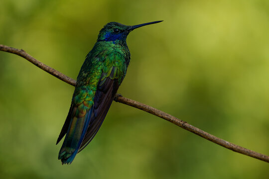 Sparkling Violetear (Colibri coruscans) perched on branch, big iridescent green hummingbird with violet-blue ear tufts and dark blue tail band, green background, Andean cloud forest, Colombia