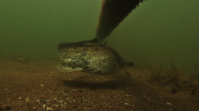 A wels catfish faces the camera under an underwater pipe. It turns and swims off along the bottom. Six other catfish wait ahead in the murky green water.