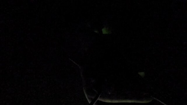 A wels catfish rushes out of the darkness towards the camera. It strikes the lens with its head and then turns away. Filmed at very close range in black water.