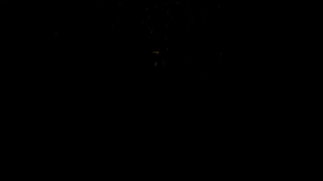 Giant wels catfish heads emerge from the darkness and approach the camera. The murky freshwater limits visibility to a few metres. Their broad heads and long barbels fill the frame.