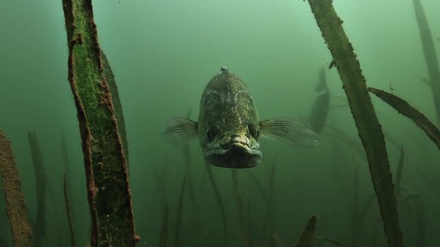 Extreme close up of the head of a zander underwater in Lake Salagou in France. The zoom tightens on the eye and the mouth of the fish. Scales and gill cover are clearly visible.