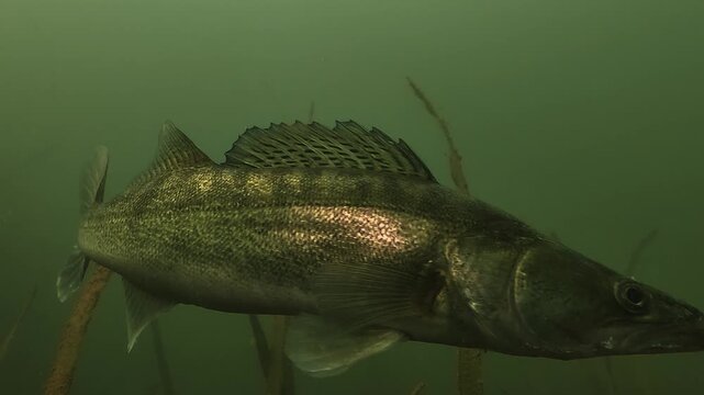Extreme close-up on the profile of a zander. The camera zooms in on the head and eye before the fish moves forward and leaves the frame. Underwater shot of a freshwater predator.