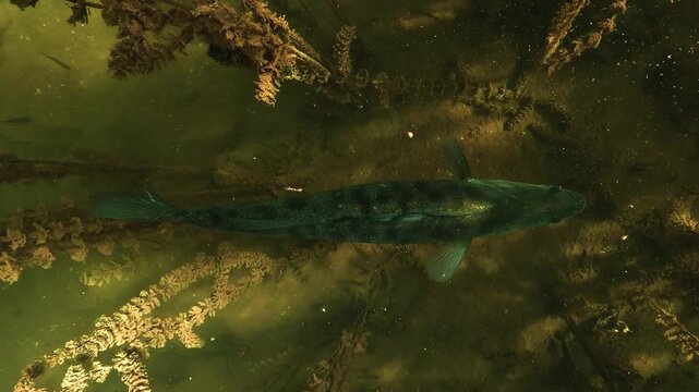 A zander rests near the bottom of a lake in a stand of milfoil. The shot looks down on its back. A slow zoom brings the dorsal fin and the scales closer.