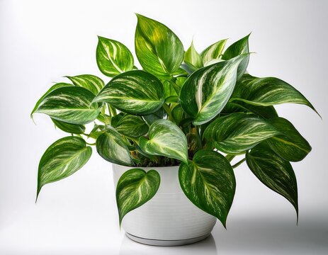 green pothos plant with variegated leaves in a white pot isolated on white background