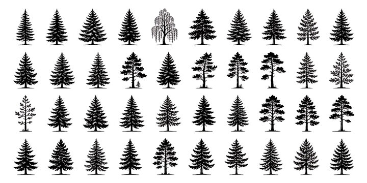 Collection of diverse evergreen and deciduous trees in silhouette on a white background for design