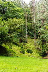 Obraz premium green meadow in Batumi Botanical Garden