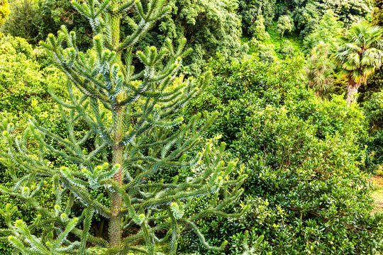 araucaria araucana tree in Batumi Botanical Garden