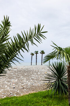 view of three palm trees on sea beach in Batumi