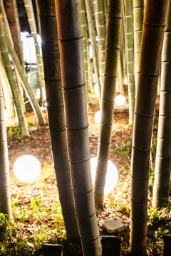 bamboo grove with illumination in Batumi city