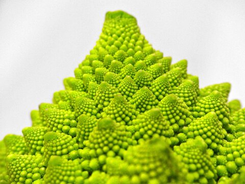Fresh green Romanesco cauliflower with geometric fractal pattern on white background