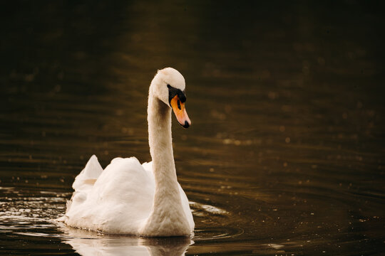 Mute swan swimming on a calm lake