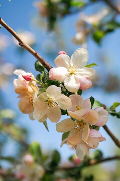 Blooming fruit trees in the garden in springtime