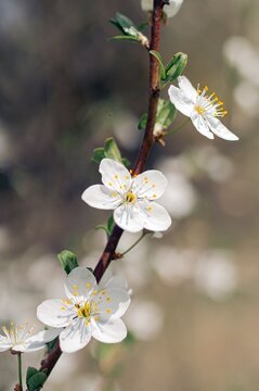 Blooming fruit trees in the garden in springtime
