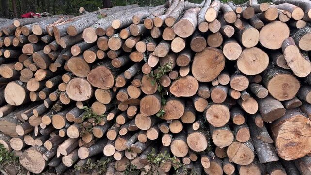 A large stack of freshly cut firewood logs piled neatly in the middle of a lush green forest ready for winter preparation and timber processing in 4K slow motion.
